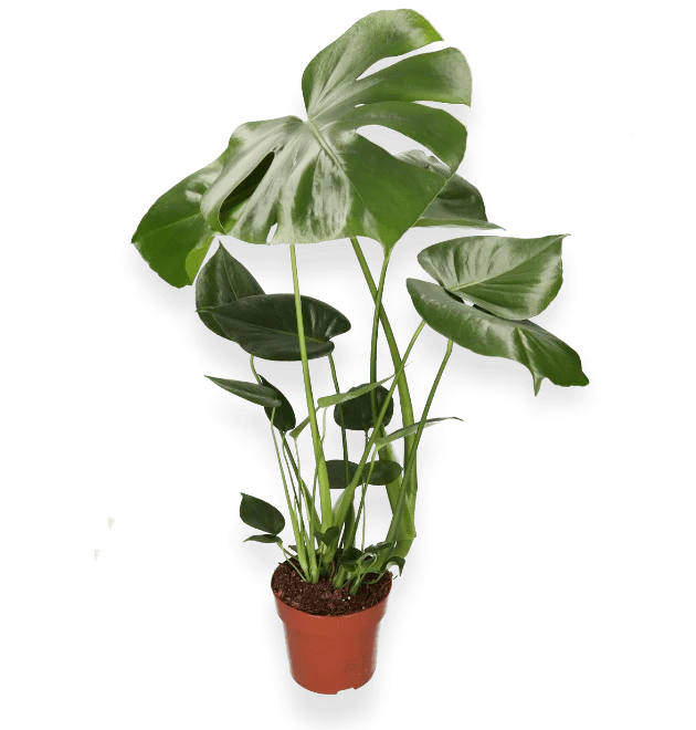 Produktbild 1
